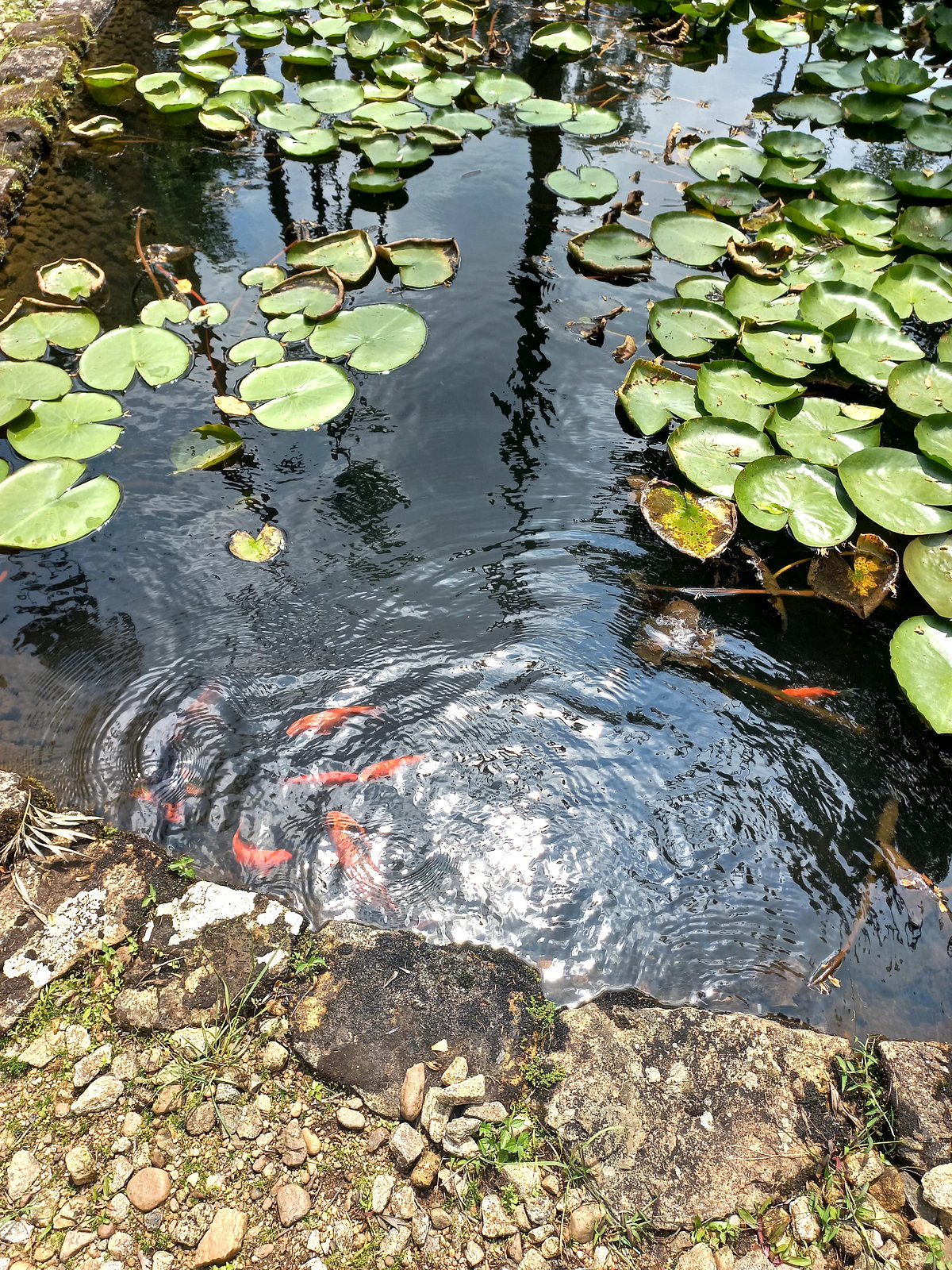 Koi fish in the pond